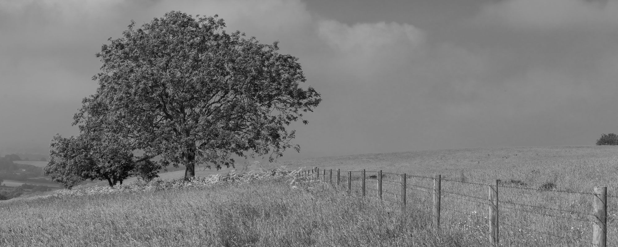Black and white old tree in UK rural area